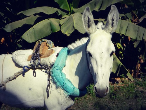 Origines, rôles et perceptions de l&rsquo;âne dans l&rsquo;Égypte&nbsp;ancienne