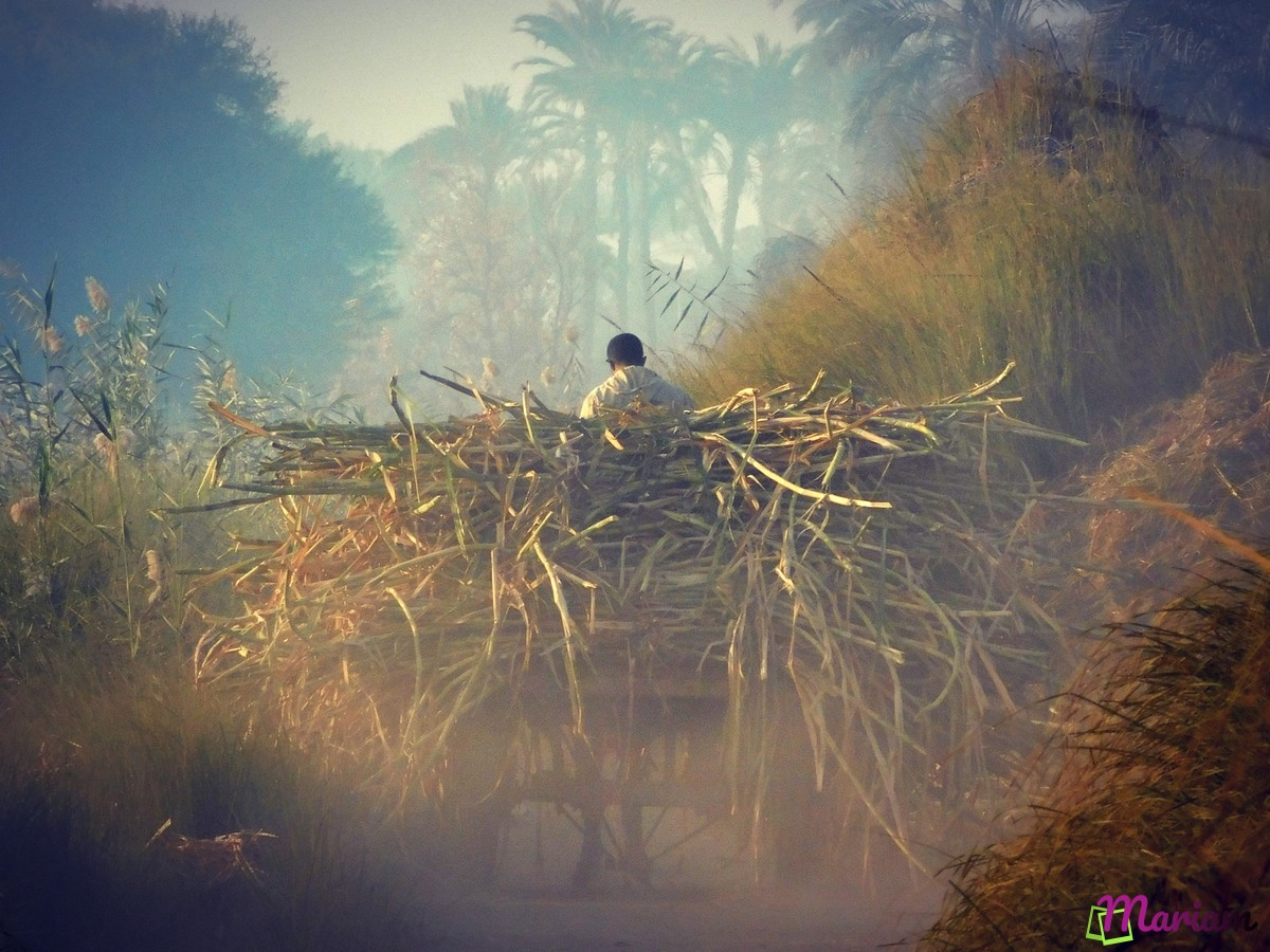 Découvrez la campagne égyptienne à Louxor : balade de 2 heures à travers les villages et la campagne