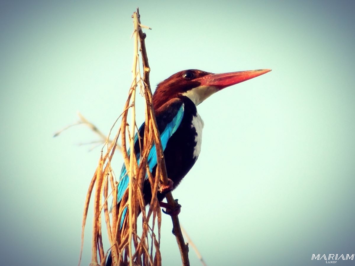 balades et randonnées à Louxor : le long du Nil