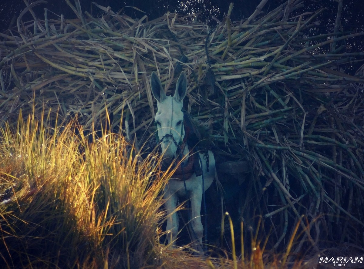 Découvrez la vie locale et la campagne égyptienne: randos et balades à Louxor