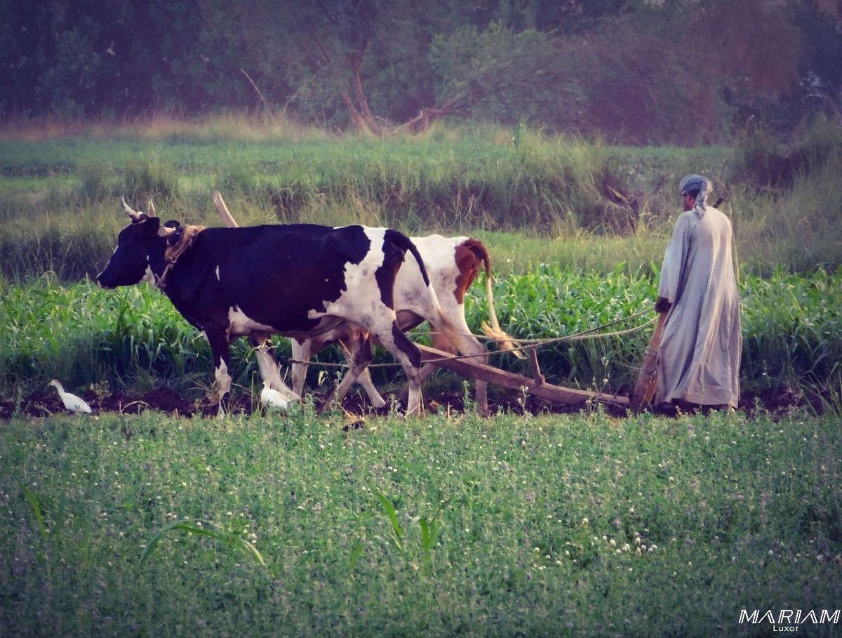 Découvrez la campagne égyptienne : randos et balades à Louxor