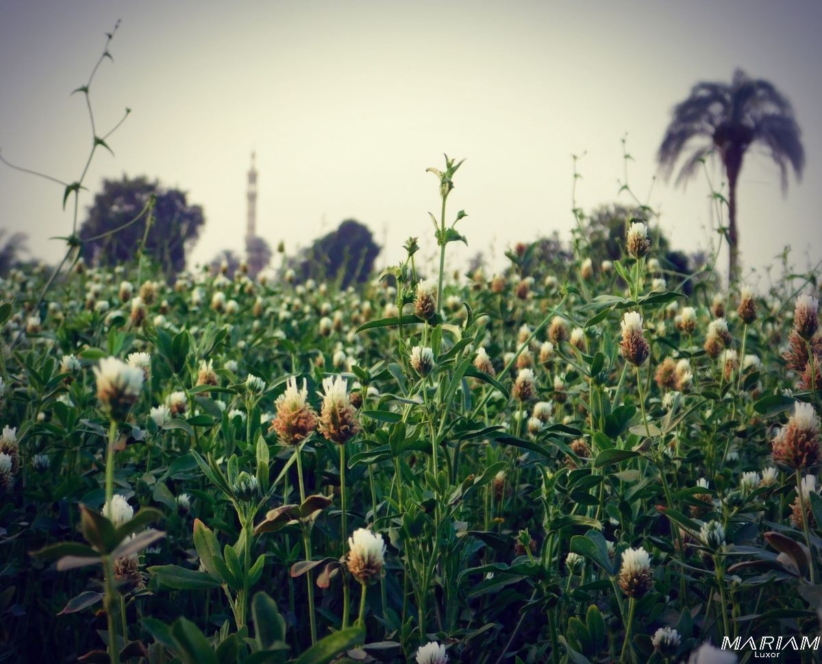 Découvrez la campagne égyptienne : rando et balades à Louxor