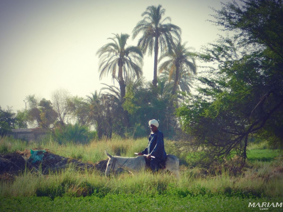 Découvrez la campagne égyptienne : randonnées et balades à Louxor