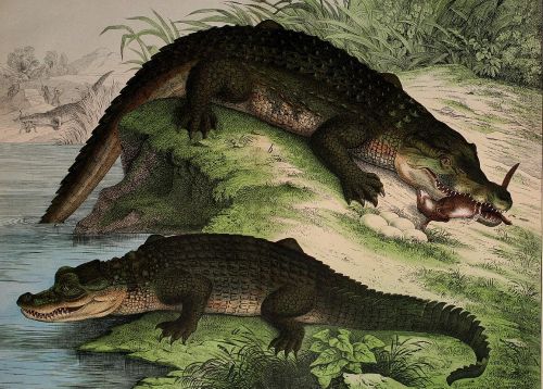 crocodiles du Nil , illustration 1882