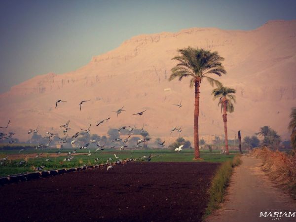 loger rive ouest de Louxor