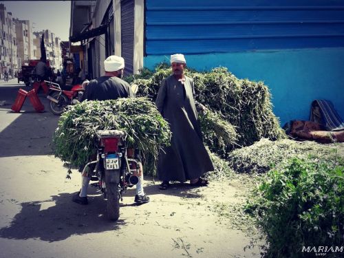 balades découverte de la vie locale - ville de Louxor