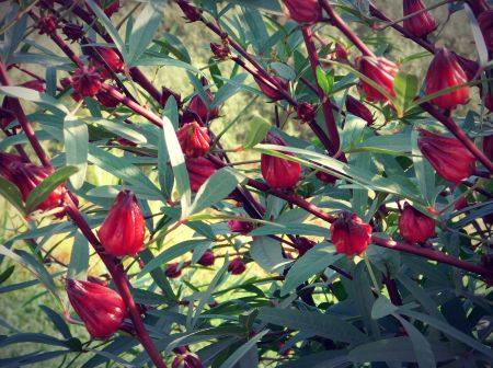 balades et randonnées dans la campagne autour de Louxor - champ de Karkadé