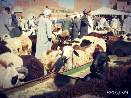 croisière en dahabeya sur le Nil : marché aux bestiaux de Daraw