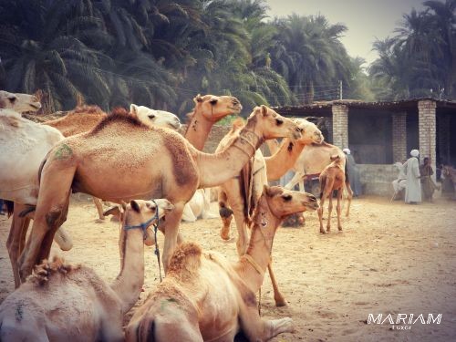 croisière en dahabeya sur le Nil : marché aux dromadaires de Daraw