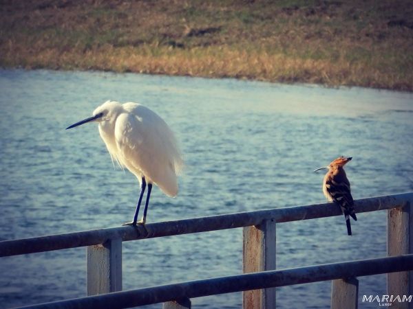 croisière sur le Nil en dahabeya : observation des oiseaux