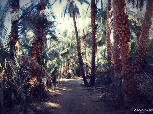 croisière en dahabeya sur le Nil : palmeraie de Fares