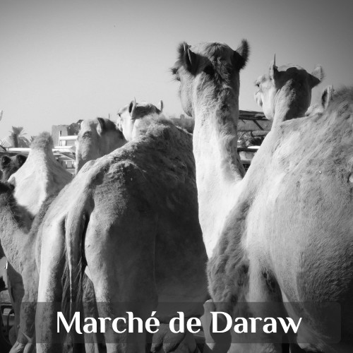 excursion à Assouan : marché aux dromadaires de Daraw