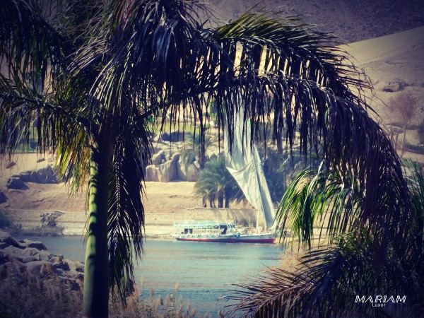 balade excursion en bateau sur le Nil à Assouan : visite de l'île botanique