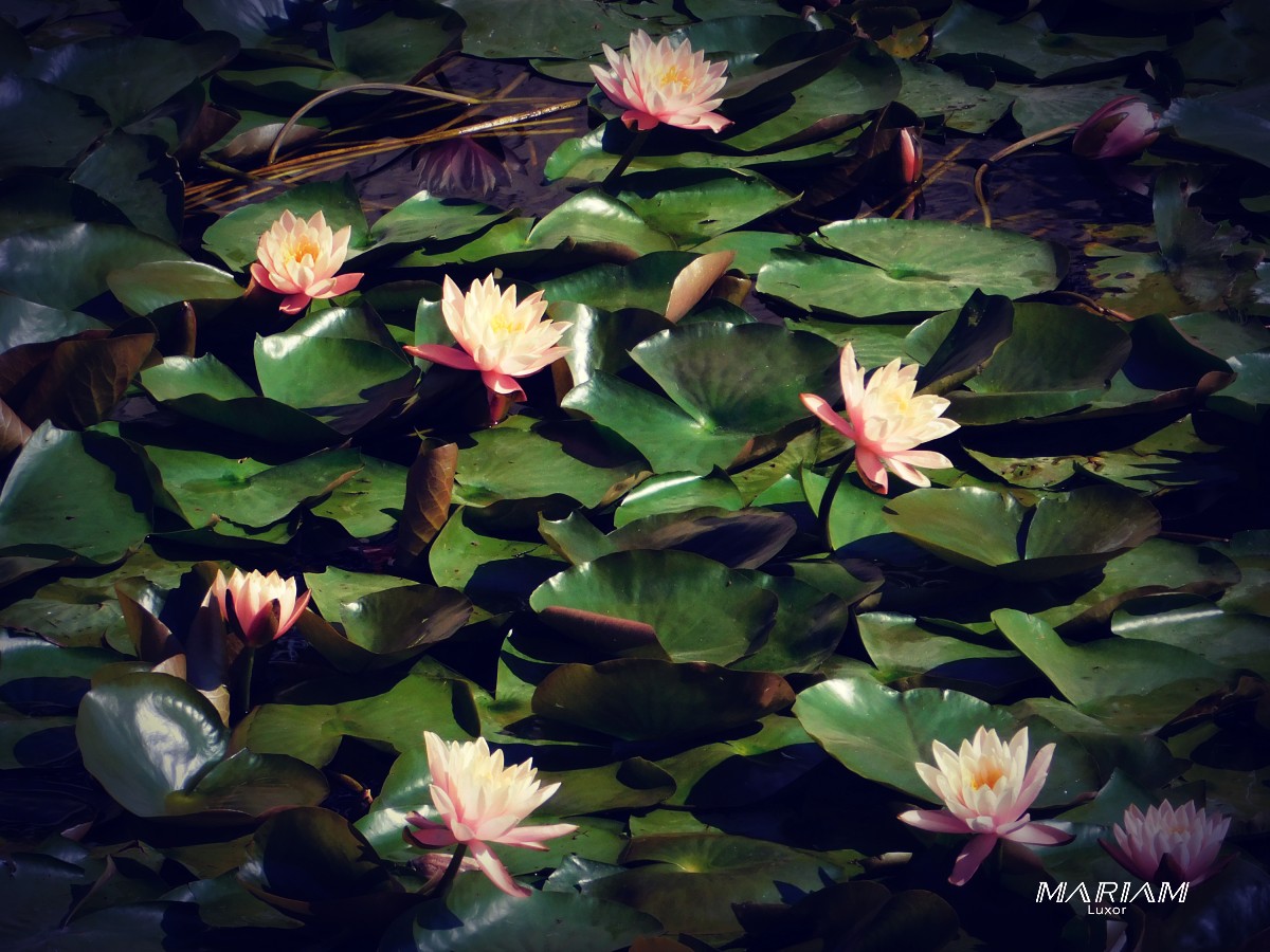 balade excursion en bateau sur le Nil à Assouan : visite de l'île botanique - île kitchener