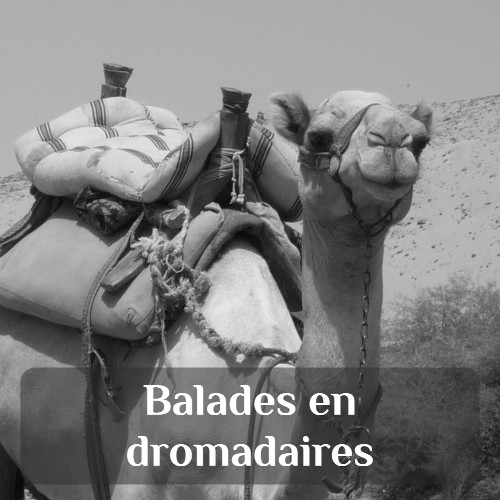 voyage à Louxor : excursion - balade en dromadaire dans le désert