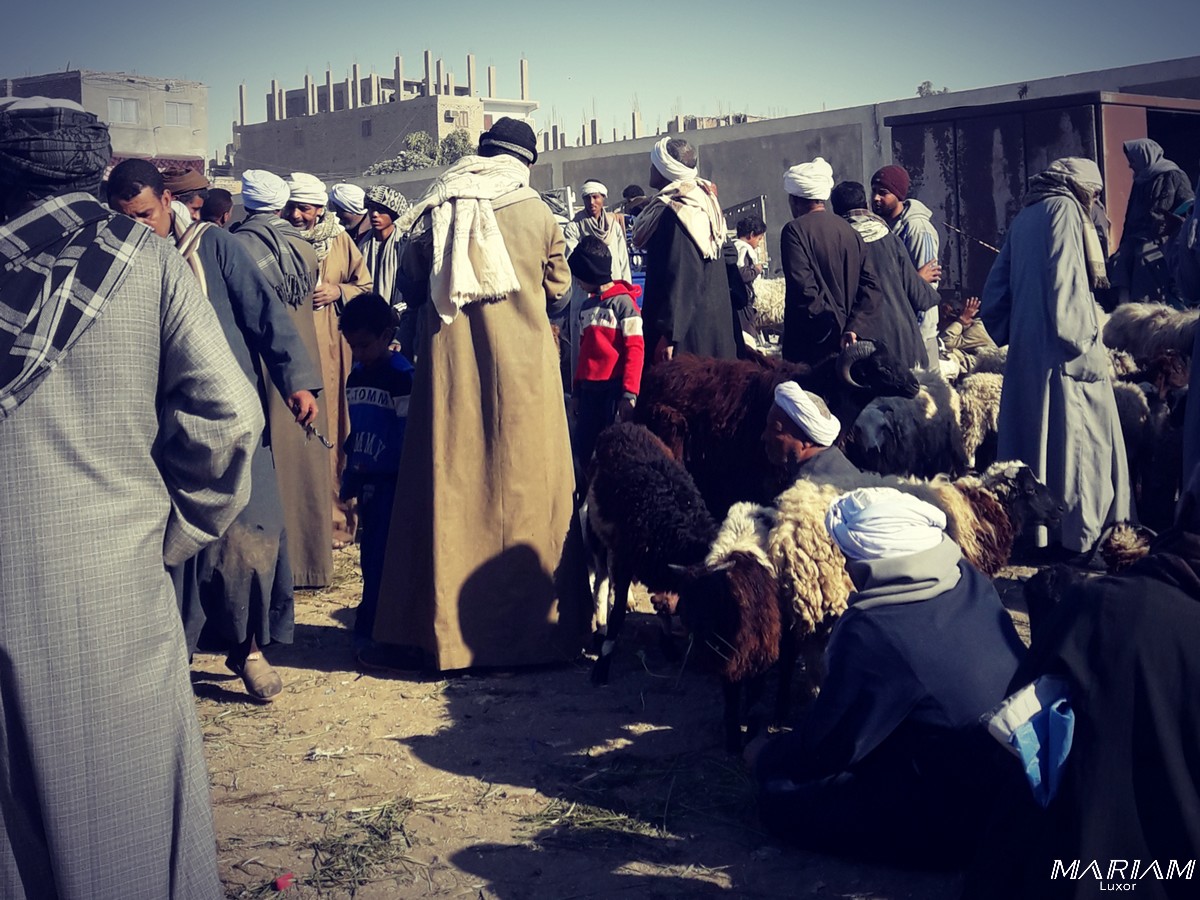 Balades et randonnées à Louxor : découverte des marchés locaux : marché aux bestiaux