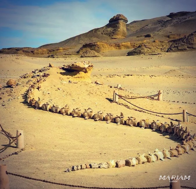 excursion d'une journée au fayoum depuis le Caire- tarif chauffeur