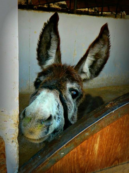 activités pour les enfants et familles à Louxor : centre de soin animalier ACE