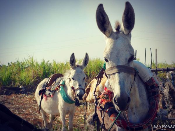 activités pour les enfants et familles à Louxor : balades et découvertes de la nature