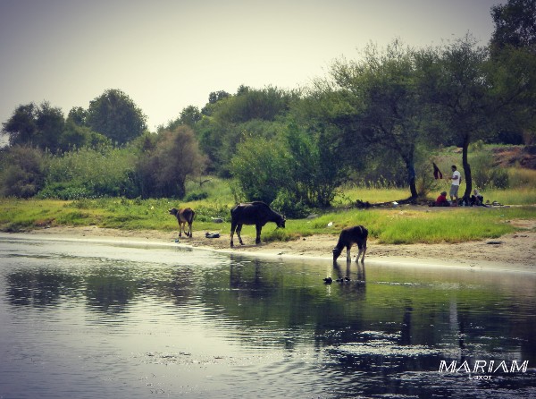 Buffles d'eau se baignant sur les rives du Nil à Assouan, observation de la faune lors d'une balade en bateau dans les réserves naturelles