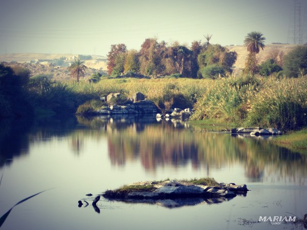 Oiseaux migrateurs sur les rives du Nil à Assouan, observation ornithologique lors d'une excursion en bateau dans les réserves naturelles