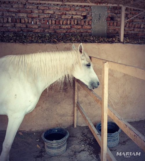 Cheval se reposant à l'ombre devant les écuries de Louxor, avec un abreuvoir à disposition. Une image qui témoigne du bien-être animal et des conditions de vie respectueuses des montures lors des balades à cheval dans la campagne de Louxor.