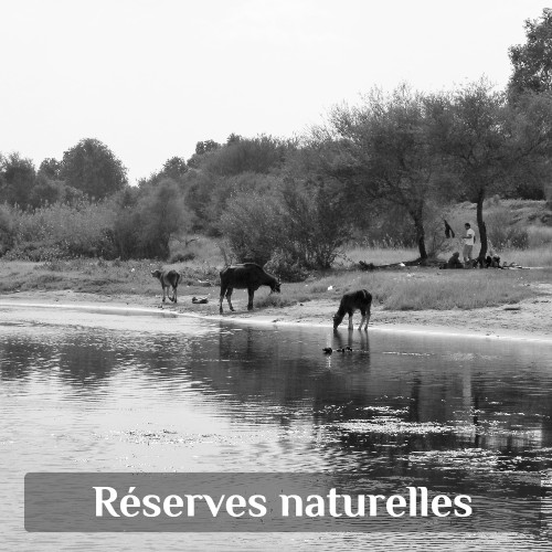 Balade en bateau sur le Nil à Assouan : découverte des îles et réserves naturelles entre rives sauvages et oiseaux migrateurs