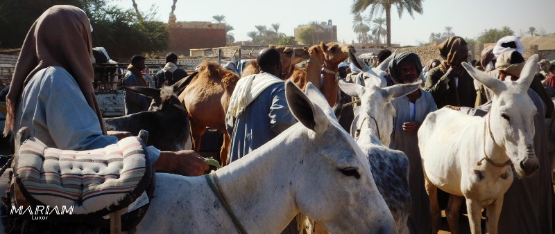 Marché aux bestiaux et dromadaires de Daraw, immersion dans la vie locale avec chauffeur privé depuis Assoua